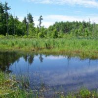 234 acre WMA Conner Farm - Turkey & Deer hunting land in south of  New Hampshire