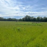MS - Sunflower Cohoama 1230 acres - images 2