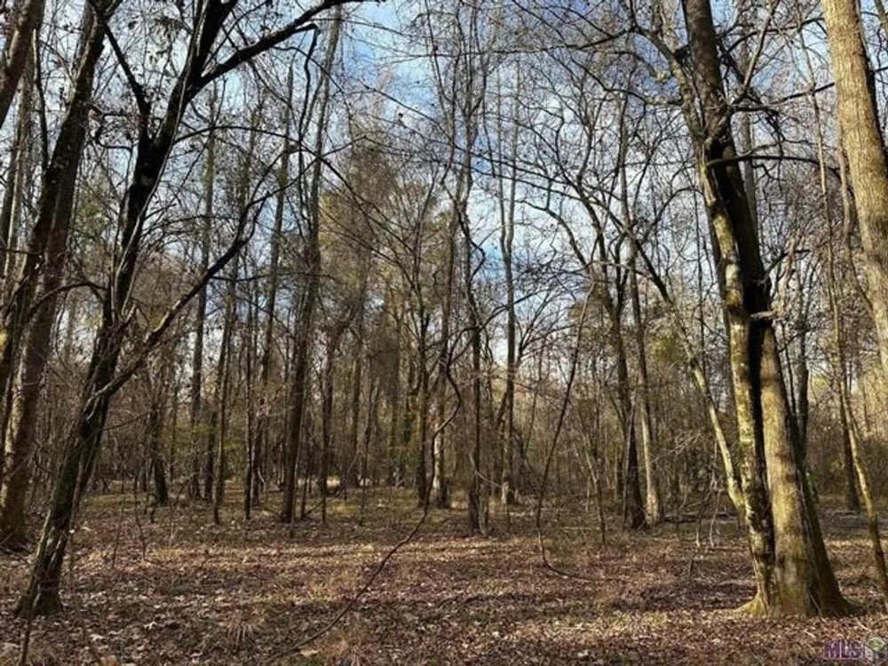 120 Acre Hunting Property For Sale in Caldwell Parish La featured image