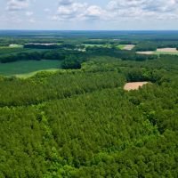57.75 acres of Hunting Recreational and Timber Land For Sale in Craven County NC images 5