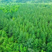 16.84 Acres in Wayne County MS