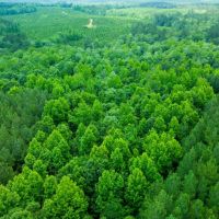 16.84 Acres in Wayne County MS images 2