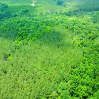 16.84 Acres in Wayne County MS images 4