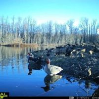 Rixie Road Duck Club 51 images 4