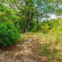 Worth County Pond Property images 4