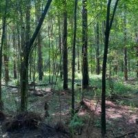 80.57 Acres in Smith County MS images 3