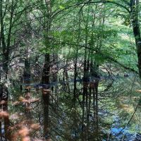 80.57 Acres in Smith County MS images 4