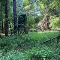 80.57 Acres in Smith County MS images 5
