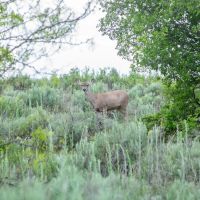 Texas Hunting Ranching and Farmland on North Pease River images 4