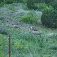 Texas Hunting Ranching and Farmland on North Pease River images 5