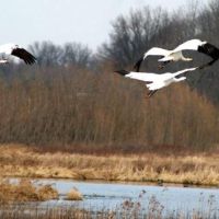 Goose Pond - Deer, Turkey, & Quail 9,018 acer hunting area in Greene, IA