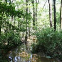 Snake Branch Road Tract images 2