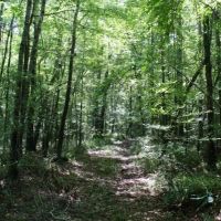 Snake Branch Road Tract images 3