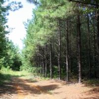 Snake Branch Road Tract images 5