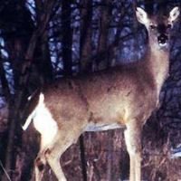7280 acres Deer & Turkey hunting property Kingsbury in LaPorte, IA