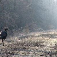 Winamac - 4880 Deer & Turkey hunting tract in north Indiana
