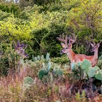 Trophy Whitetail Hunts with Lodging