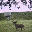 Multiple Day Management and Trophy Whitetail Hunts on 1000 Acre Private Ranch