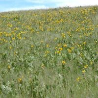 Bridge Creek WMA - 15,206 acres Mule Deer hunting land in Umatilla, OR images 4