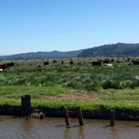 583 acres Turkey hunting land Coquille Valley in Coos, OR images 3