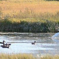 646 acre tract Coyote Springs - Quail hunting land in Lincoln, OR images 2