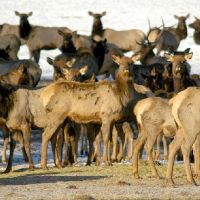 Elkhorn Wildlife - 8674 acres Deer & Turkey hunting tract in eastern Oregon images 3