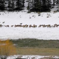Elkhorn Wildlife - 8674 acres Deer & Turkey hunting tract in eastern Oregon