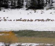 Elkhorn Wildlife - 8674 acres Deer & Turkey hunting tract in eastern Oregon