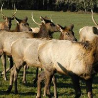 1,114 acres for hunting Deer Jewell Meadows in Columbia, OR images 2