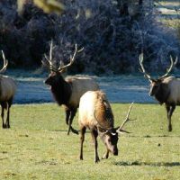 1,114 acres for hunting Deer Jewell Meadows in Columbia, OR
