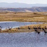 Klamath Wildlife Area of 3,412 acres for Quail hunting in Chiloquin, OR images 2