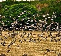 2-day Dove Hunting in South Texas