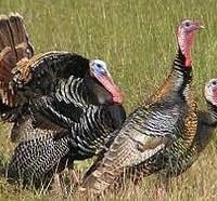 2-day Semi-Guided Turkey Hunts in South Texas