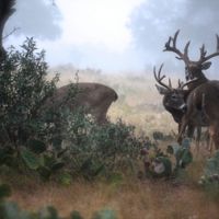 Trophy Whitetail Hunting in Kerrville, TX