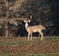 Big Trophy Whitetail Hunting in Elgin, TX (45 mins from Austin)