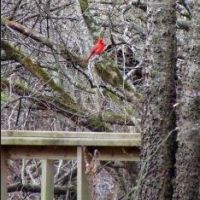 2040 acres WMA Bell Slough - providing Deer & Turkey hunting in Faulkner, AR