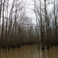 Benson Creek - 1,458 acres hunting land for Deer & Turkey in Monroe, AR