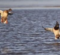 Waterfowl Hunts near Kingman, Kansas