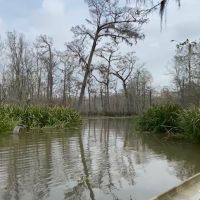 Swamp pic 2