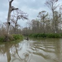 Swamp Property - Alligator, Deer, and Duck hunting