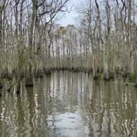 Swamp pic 7