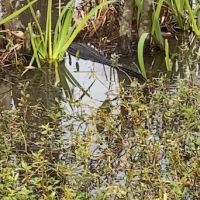 Swamp pic 8