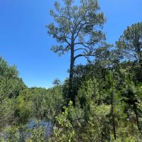 60 Acres in Irwin County Georgia