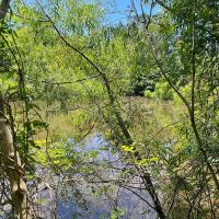 60 Acres in Irwin County Georgia images 5