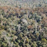 1230.84 ACRES ALLEN CALCASIEU PARISH LOUISIANA images 2