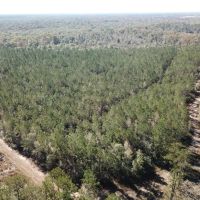 1230.84 ACRES ALLEN CALCASIEU PARISH LOUISIANA images 4