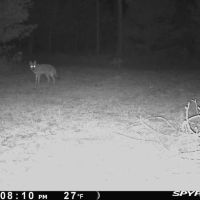 Adams County WI land Consisting of 21.924 Acres of Timber with Trails images 4