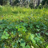 Adams County WI land Consisting of 21.924 Acres of Timber with Trails images 5