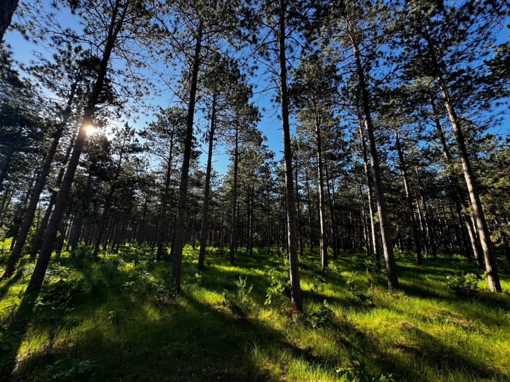 Northern Adams County Land Consisting of 21.924 Acres of Timber with Camp Site Trails featured image