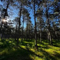 Northern Adams County Land Consisting of 21.924 Acres of Timber with Camp Site Trails